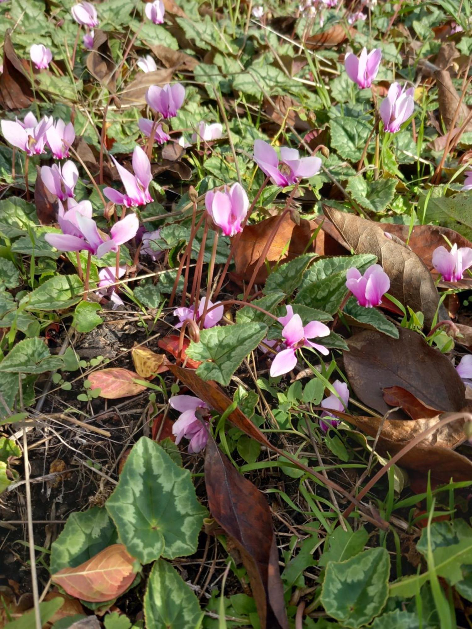 Les Cyclamens 1 Apartamento Cosne-sur-Loire Exterior foto